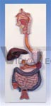 Digestive System, 2 part